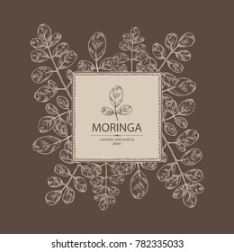 Background with moringa: plant and leaves. Super food. Vector hand drawn illustration.