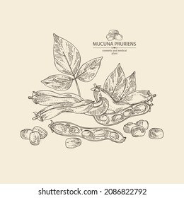 Hintergrund mit mucuna pruriens: Blätter, Dopa-Mucuna-Hülle und Pflanze. Kapikacchu. Kosmetik, Parfüm und medizinische Anlagen. Vektorgrafik, handgezeichnet.