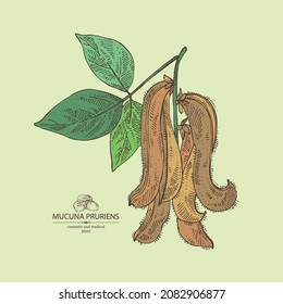 Antecedentes con mucuna pruriens: hojas, mucuna pruriens pod y planta. Kapikacchu. Cosmética, perfumería y planta médica. Ilustración dibujada a mano por vectores.