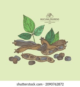 Hintergrund mit mucuna pruriens: Blätter, Mucuna pruriens Pod und Pflanze. Kapikacchu. Kosmetik, Parfüm und medizinische Anlagen. Vektorgrafik, handgezeichnet.