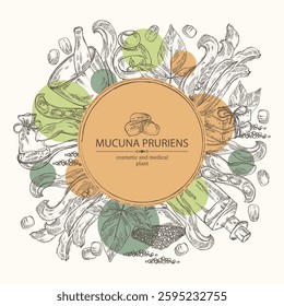 Background with mucuna pruriens : leaves, mucuna pruriens pod and plant. Kapikacchu. Oil, soap and bath salt . Cosmetics and medical plant. Vector hand drawn illustration