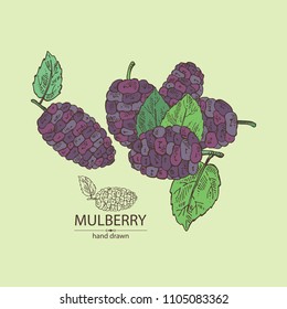 Background with mulberry: berries and leaves. Vector hand drawn illustration