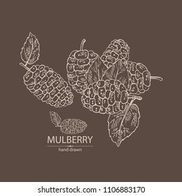 Background with mulberry: berries and leaves. Vector hand drawn illustration