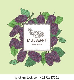 Background with mulberry: berries and leaves. Vector hand drawn illustration