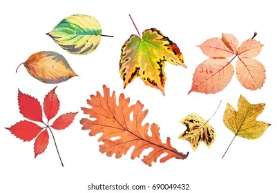 Background of multicolored leaves of various shapes, vector illustration