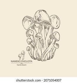 Background with nameko pholiota: piece of mushroom, nameko pholiota mushrooms. Vector hand drawn mushroom illustrations