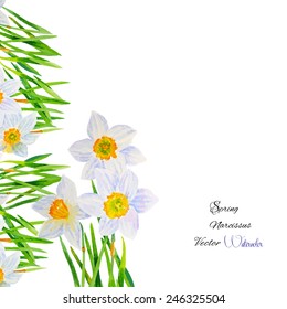 Background with Narcissus.Vector watercolor illustration