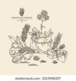 Background with nardostachys jatamansi: plant, flowers and codonopsis lanceolata roots. Nard indian. Cosmetics and medical plant. Vector hand drawn illustration