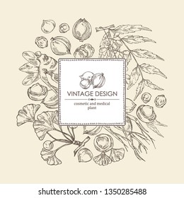Background with neem leaves, macadamia nuts, ginseng root and ginkgo. Cosmetics and medical plant. Vector hand drawn illustration