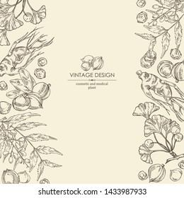 Background with neem leaves, macadamia nuts, ginseng root and ginkgo. Cosmetics and medical plant. Vector hand drawn illustration