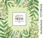 Background with neem, leaves and selling. Cosmetics and medical plant. Vector hand drawn illustration