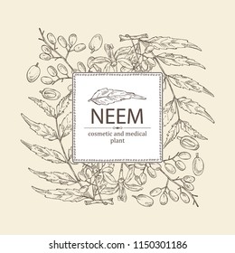 Background with neem, leaves and selling. Cosmetics and medical plant. Vector hand drawn illustration.