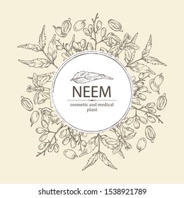 Background with neem, leaves and selling. Cosmetics and medical plant. Vector hand drawn illustration.