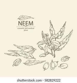 Background with neem, leaves and selling. Cosmetics and medical plant. hand drawn.