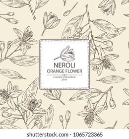 Background with neroli, orange flower: orange flowering branch, leaves, neroli flowers and bud. Cosmetic, perfumery and medical plant. Vector hand drawn illustration
