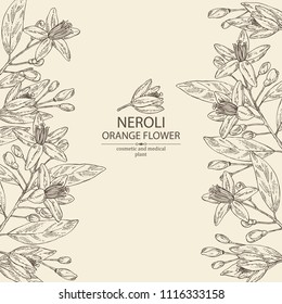 Background with neroli, orange flower: orange flowering branch, leaves, neroli flowers and bud. Cosmetic, perfumery and medical plant. Vector hand drawn illustration