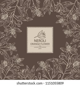 Background with neroli, orange flower: orange flowering branch, leaves, neroli flowers and bud. Cosmetic, perfumery and medical plant. Vector hand drawn illustration