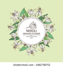 Background with neroli, orange flower: orange flowering branch, leaves, neroli flowers and bud. Cosmetic, perfumery and medical plant. Vector hand drawn illustration