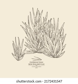 Background with new zealand flax: phormium tenax plant and new zealand flax leaves. Phormium tenax. Cosmetic, perfumery and medical plant. Vector hand drawn illustrat