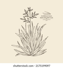 Background with new zealand flax: phormium tenax plant and new zealand flax leaves. Phormium tenax. Cosmetic, perfumery and medical plant. Vector hand drawn illustrat