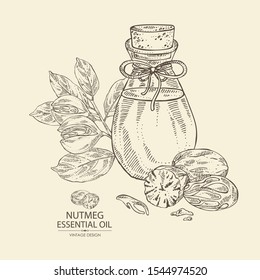 Background with nutmeg and bottle of nutmeg essential oil. Cosmetic, perfumery and medical plant. Vector hand drawn illustration.