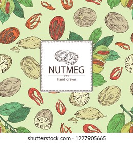 Background with nutmeg: nut and branch. Vector hand drawn illustration.