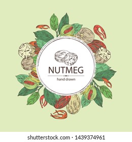Background with nutmeg: nut and branch. Vector hand drawn illustration