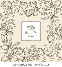 Background with nuts: almond, brazilian nut, pecan and macadamia. Vector hand drawn illustration.