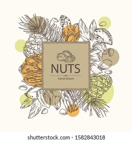 Background with nuts: almonds, pecan, peanuts and pine nuts. Vector hand drawn illustration.