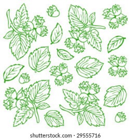 Background nuts (hazelnuts, green) close up