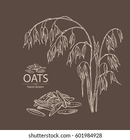 Background with oats: grain and oats plant. hand drawn.
