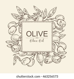 Background with olive and olive branch. hand drawn