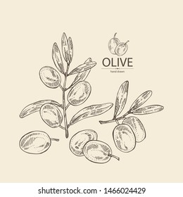 Background with olive: olives and olive branch. Vector hand drawn illustration