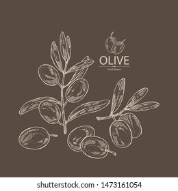 Background with olive: olives and olive branch. Vector hand drawn illustration