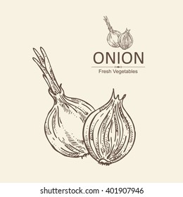Background with onion. hand drawn
