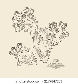 Antecedentes con opuntia ficus-indica: planta de pera espinosa india, frutas y flores de pera espinosa india. Opuntia ficus-indica. Cosmética, perfumería y planta médica. Mano del vector