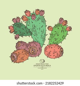 Background with opuntia ficus-indica: indian prickly pear plant, fruits and indian prickly pear flowers. Opuntia ficus-indica. Cosmetic, perfumery and medical plant. Vector hand