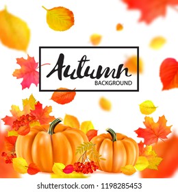 Background of orange autumn pumpkins and leaf. Vector