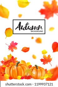 Background of orange autumn pumpkins and leaf. Vector