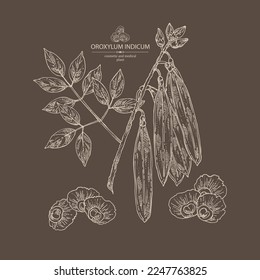 Antecedentes con indicador de oroxílum: planta de oroxílum indicum, hojas, vaina y semillas de oroxílum indicum. Cosmética, perfumería y planta médica. Ilustración dibujada a mano por el vector