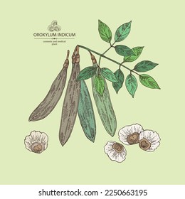 Background with oroxylum indicum: oroxylum indicum plant, leaves, pod and oroxylum indicum seeds. Cosmetic, perfumery and medical plant. Vector hand drawn illustration