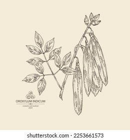 Background with oroxylum indicum: oroxylum indicum plant, leaves, pod and oroxylum indicum seeds. Cosmetic, perfumery and medical plant. Vector hand drawn illustration