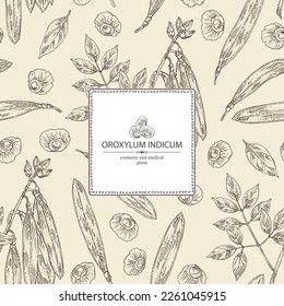 Background with oroxylum indicum: oroxylum indicum plant, leaves, pod and oroxylum indicum seeds. Cosmetic, perfumery and medical plant. Vector hand drawn illustration