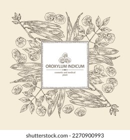 Background with oroxylum indicum: oroxylum indicum plant, leaves, pod and oroxylum indicum seeds. Cosmetic, perfumery and medical plant. Vector hand drawn illustration