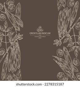 Background with oroxylum indicum: oroxylum indicum plant, leaves, pod and oroxylum indicum seeds. Cosmetic, perfumery and medical plant. Vector hand drawn illustration