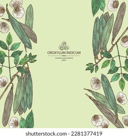 Background with oroxylum indicum: oroxylum indicum plant, leaves, pod and oroxylum indicum seeds. Cosmetic, perfumery and medical plant. Vector hand drawn illustration