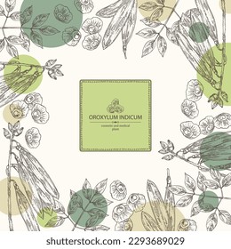 Antecedentes con indicador de oroxílum: planta de oroxílum indicum, hojas, vaina y semillas de oroxílum indicum. Cosmética, perfumería y planta médica. Ilustración dibujada a mano por el vector