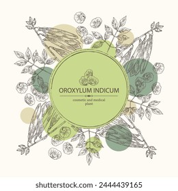 Background with oroxylum indicum: oroxylum indicum plant, leaves, pod and oroxylum indicum seeds. Cosmetic, perfumery and medical plant. Vector hand drawn illustration