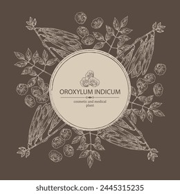Background with oroxylum indicum: oroxylum indicum plant, leaves, pod and oroxylum indicum seeds. Cosmetic, perfumery and medical plant. Vector hand drawn illustration