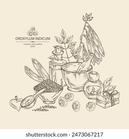 Background with  oroxylum indicum: oroxylum indicum plant, leaves, pod and oroxylum indicum seeds. Oil, soap and bath salt . Cosmetics and medical plant. Vector hand drawn illustration